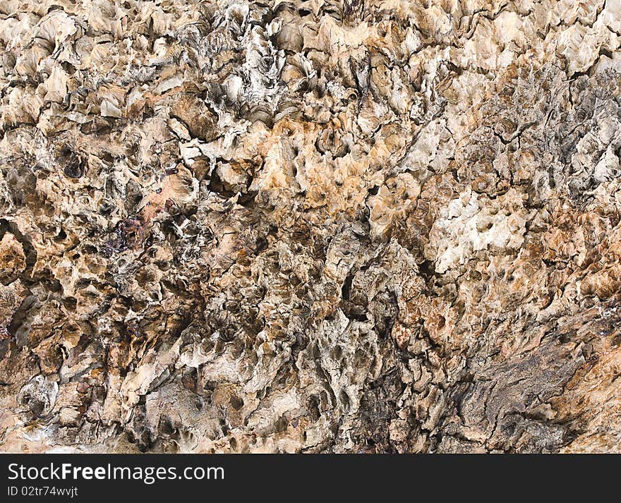 Macro shot of the heavily pitted bark of a tree. Makes good texture background layer. Macro shot of the heavily pitted bark of a tree. Makes good texture background layer.