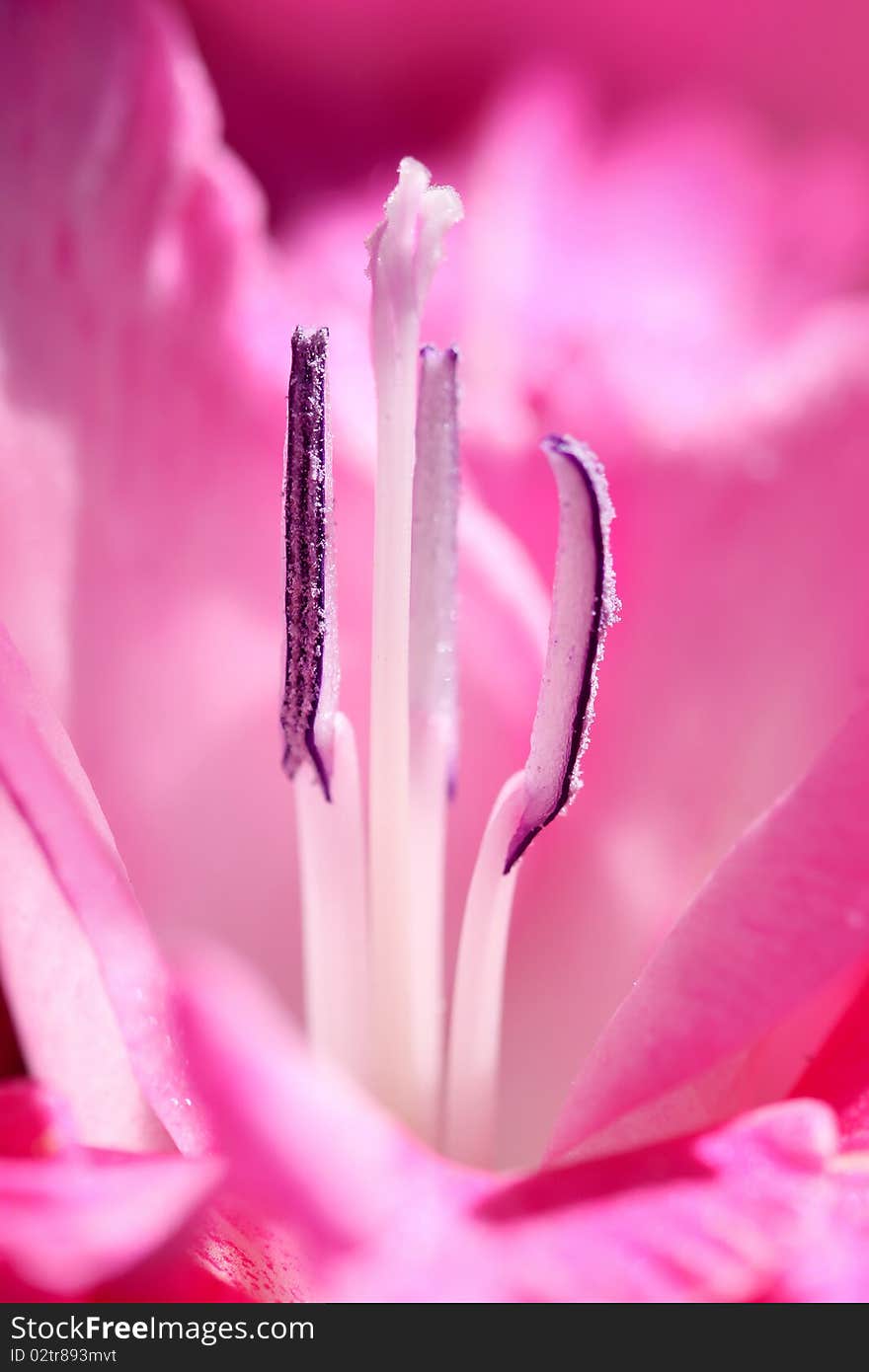 Flower stamens