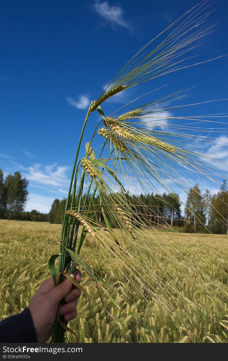 Field corn rye in Scandinavia