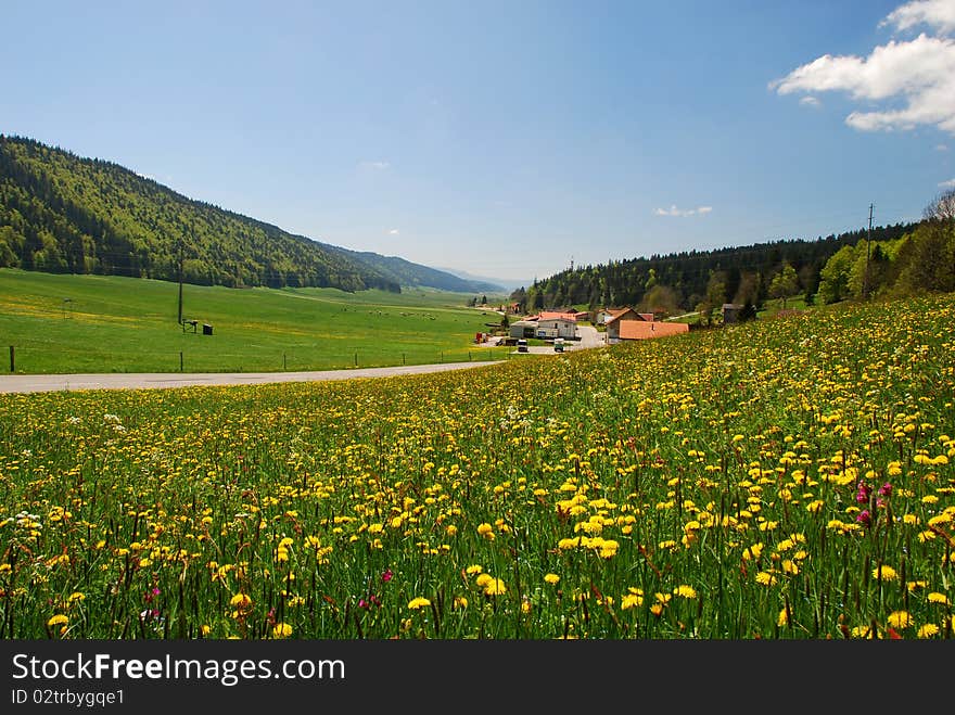 This is very large valley calling Valley de la Sagne et des Ponts situating in Switzerland Jura, it is a Field of dandelions with some houses, farms, cows and the forest in the background. This is very large valley calling Valley de la Sagne et des Ponts situating in Switzerland Jura, it is a Field of dandelions with some houses, farms, cows and the forest in the background