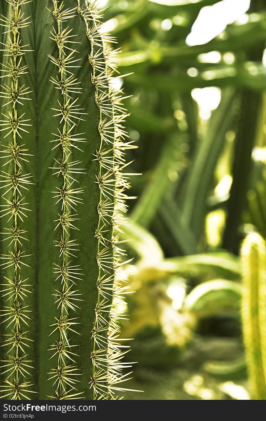 Green prickly cactus in the photo