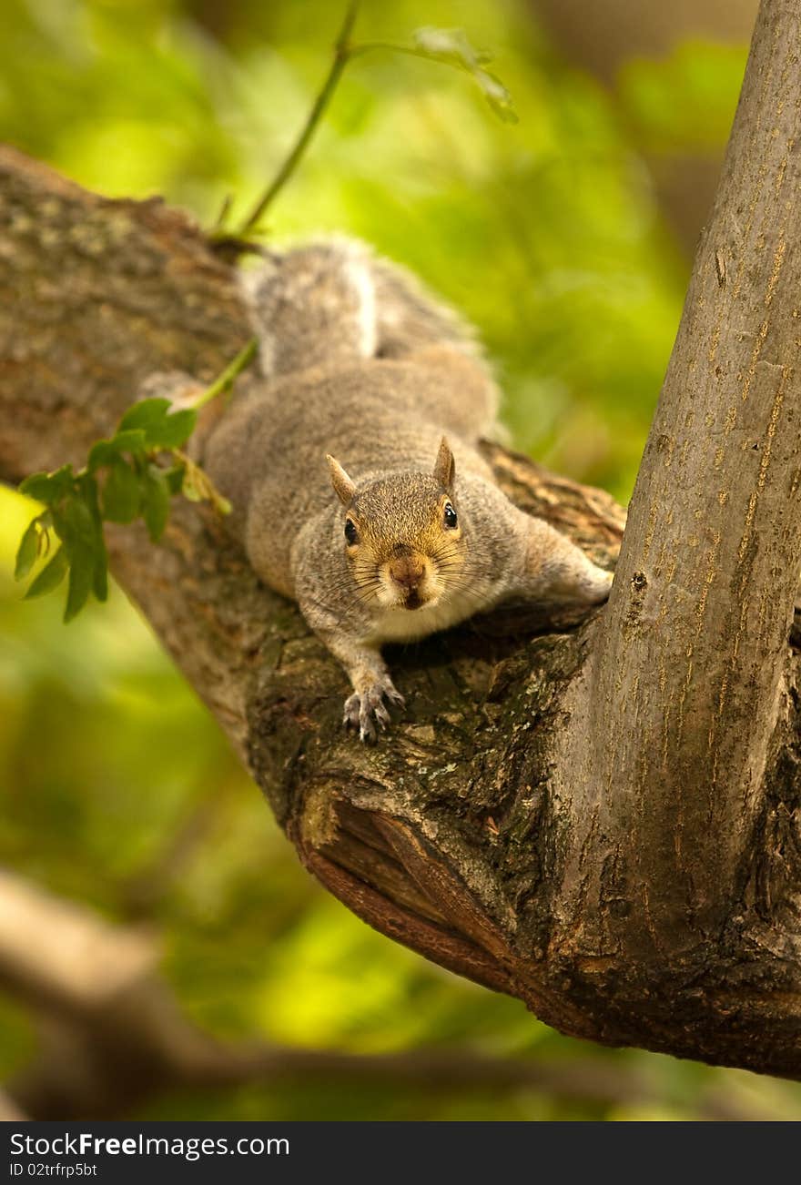 Squirrel in tree