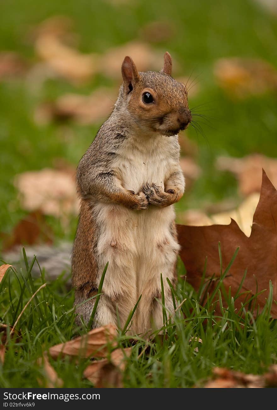 Squirrel on hind legs