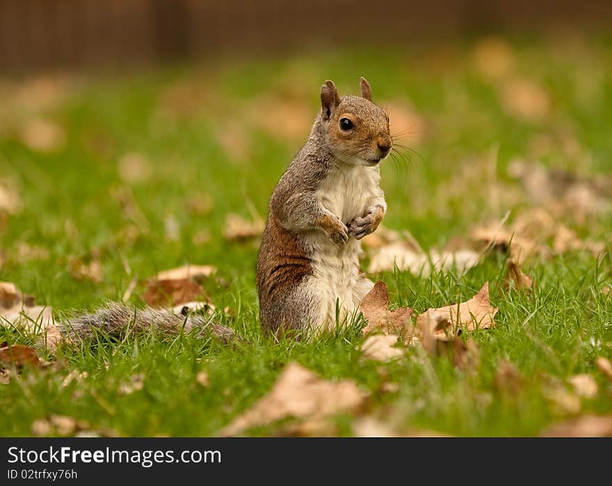 Squirrel on hind legs