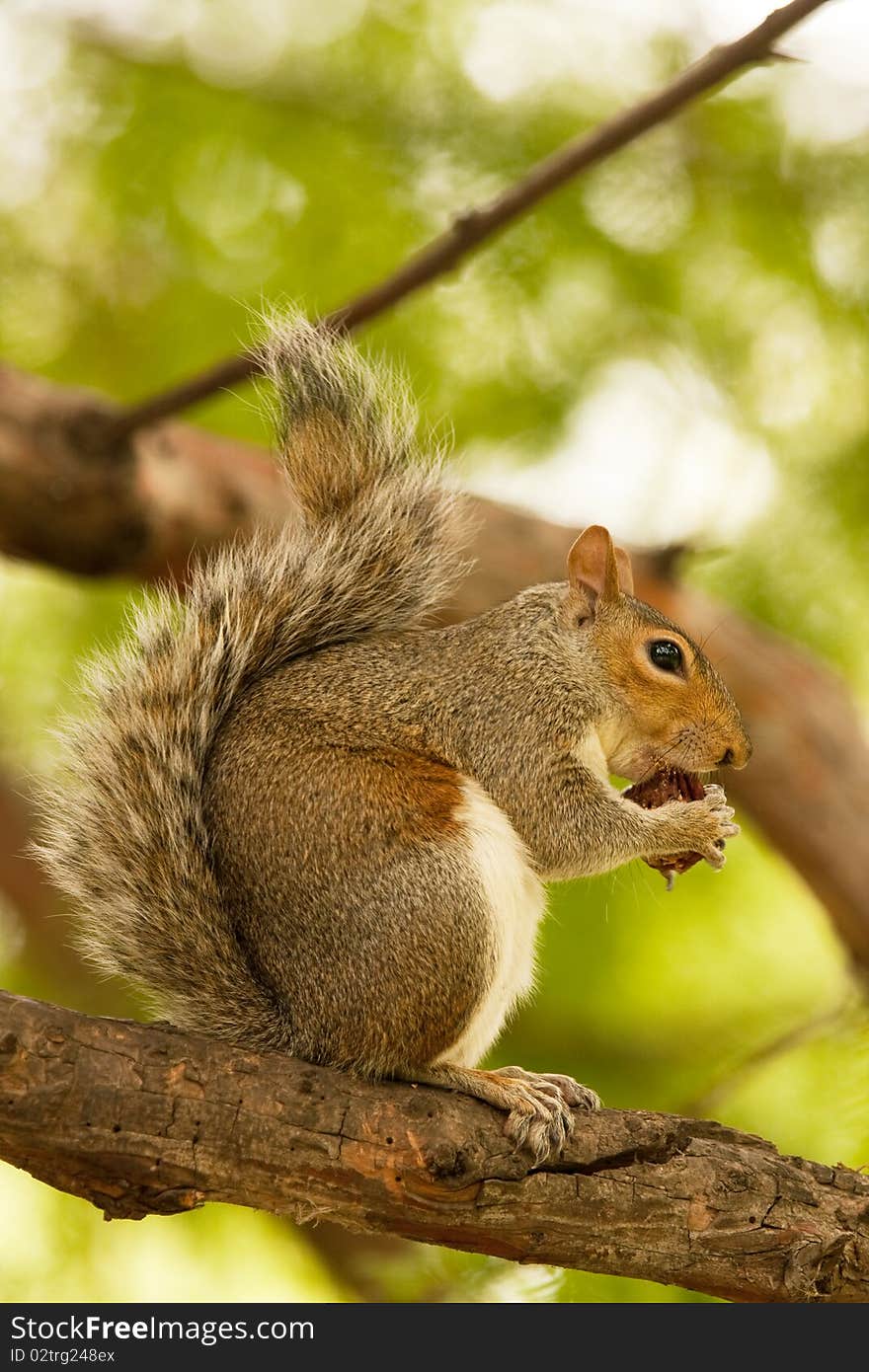 Squirrel in tree