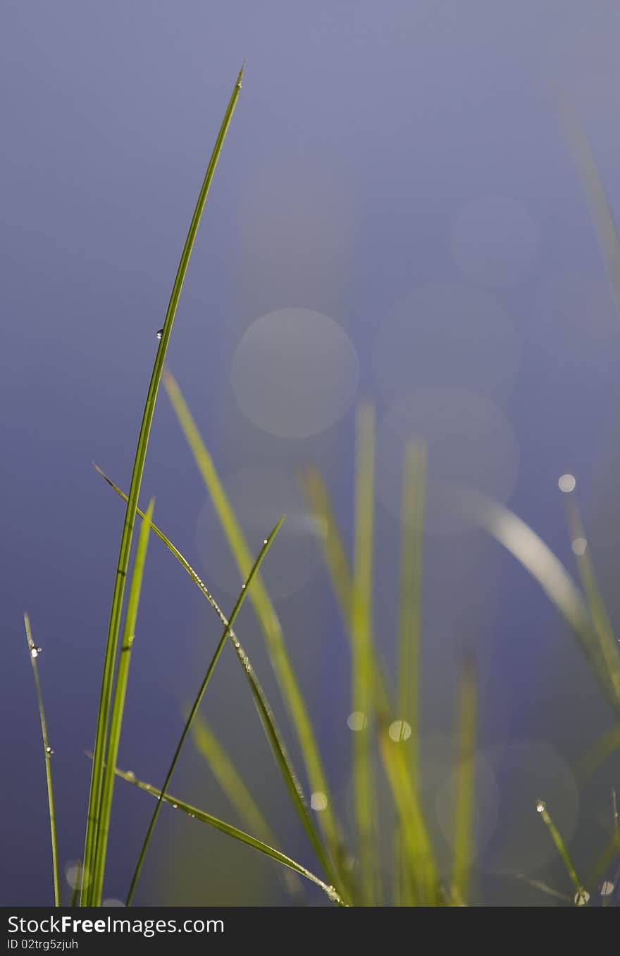 Beautiful grass with drop of water on it. Very shallow depth of field on a blue background. Beautiful grass with drop of water on it. Very shallow depth of field on a blue background.