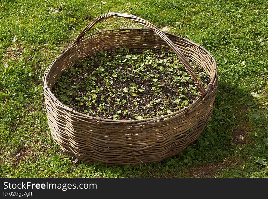 Flowerbed Into Straw Basket