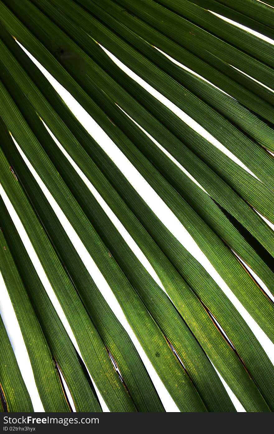 Palm leaf as a background. Palm leaf as a background