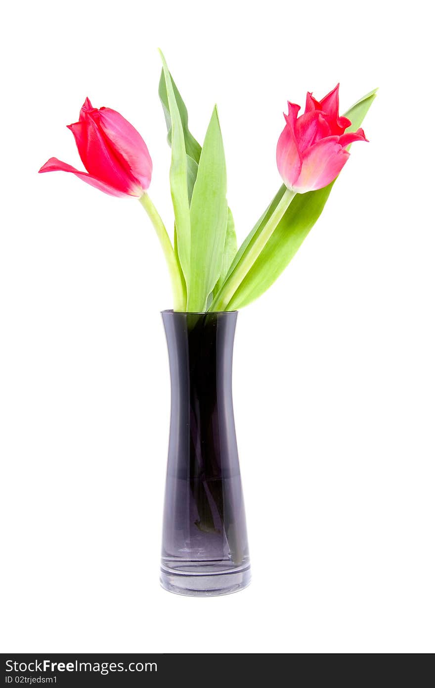 Two tulips in a black glass vase isolated over white. Two tulips in a black glass vase isolated over white