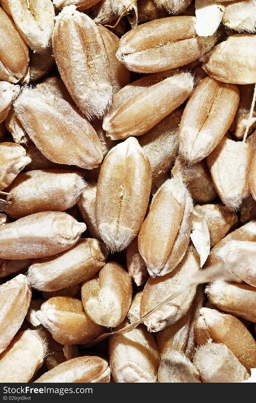 Closeup of grains of wheat after harvest