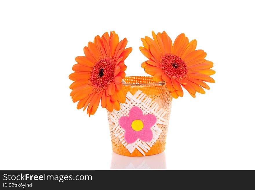 Orange Gerbera Daisies