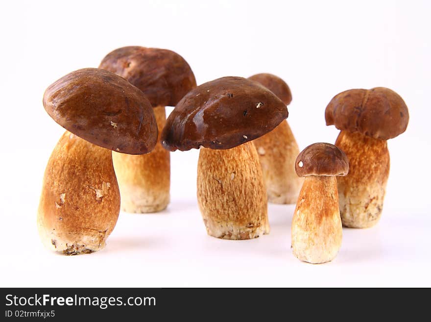 Xerocomus Mushrooms