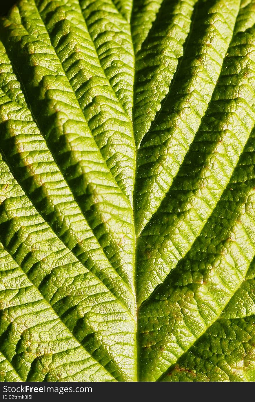 Green leaf closeup