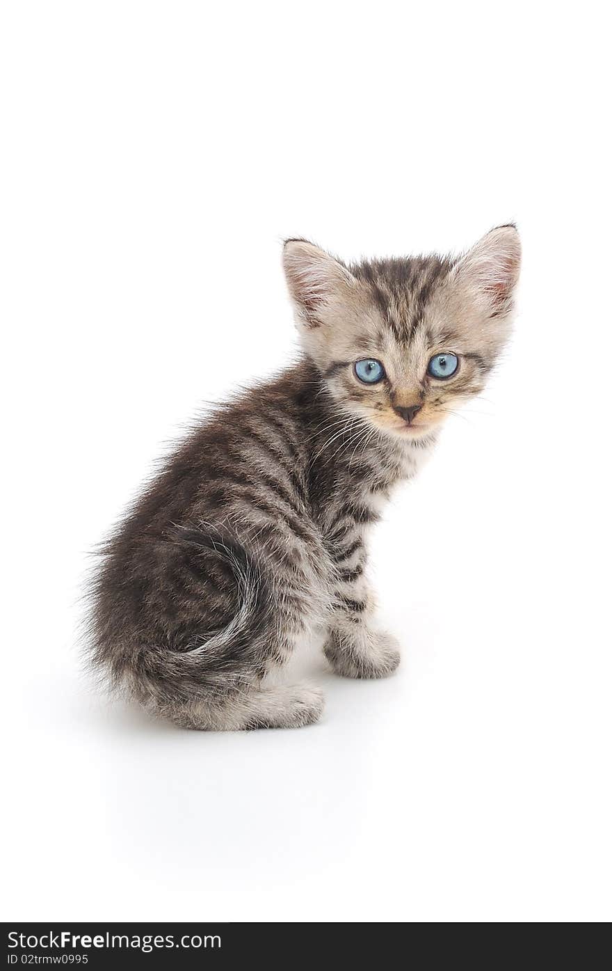 Kitten on a white background