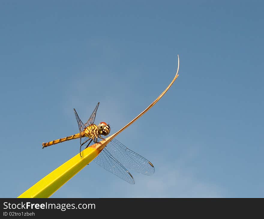 Dragonfly perching in a palm leaf