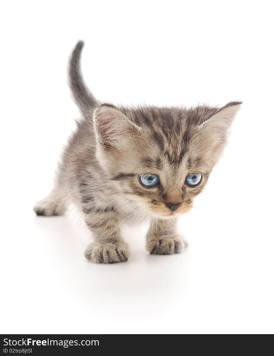 Kitten on a white background