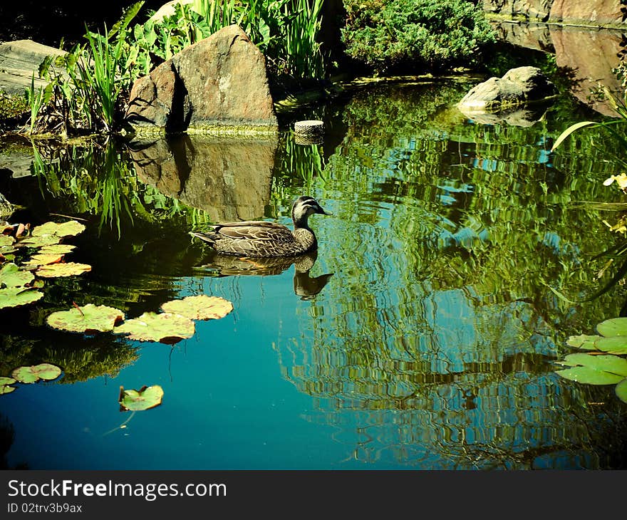 Was taken in a japanese garden in Adelaide. Was taken in a japanese garden in Adelaide