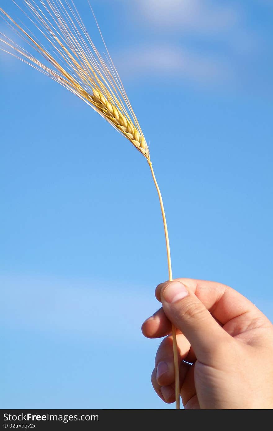 Wheat ear in the hand, with blue sky behind