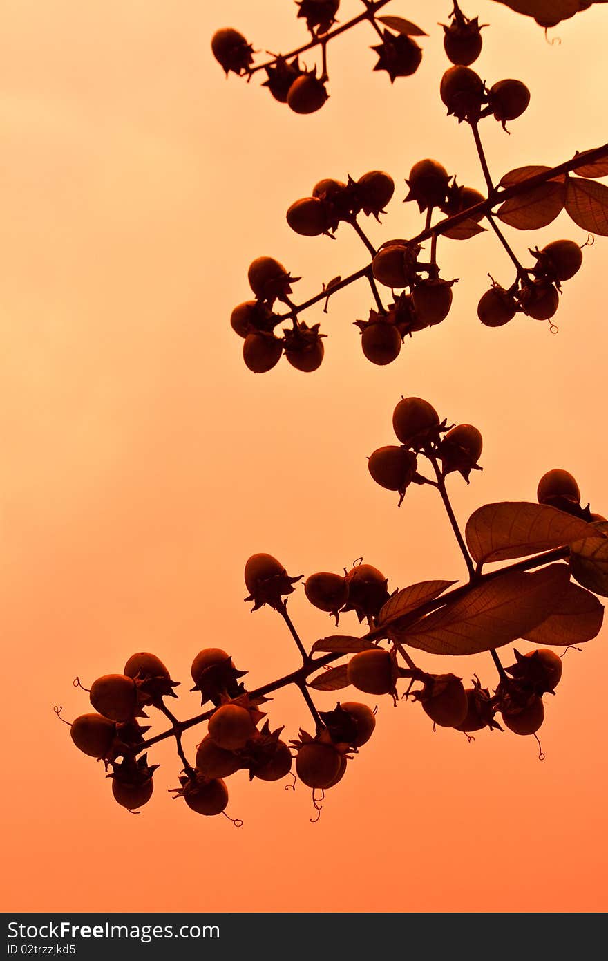 A plants and sky in autumn season