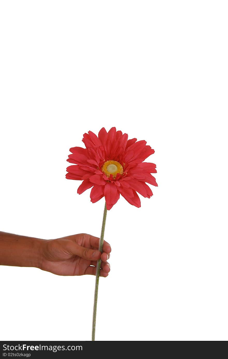 Male holding a flower on white backgound. Male holding a flower on white backgound