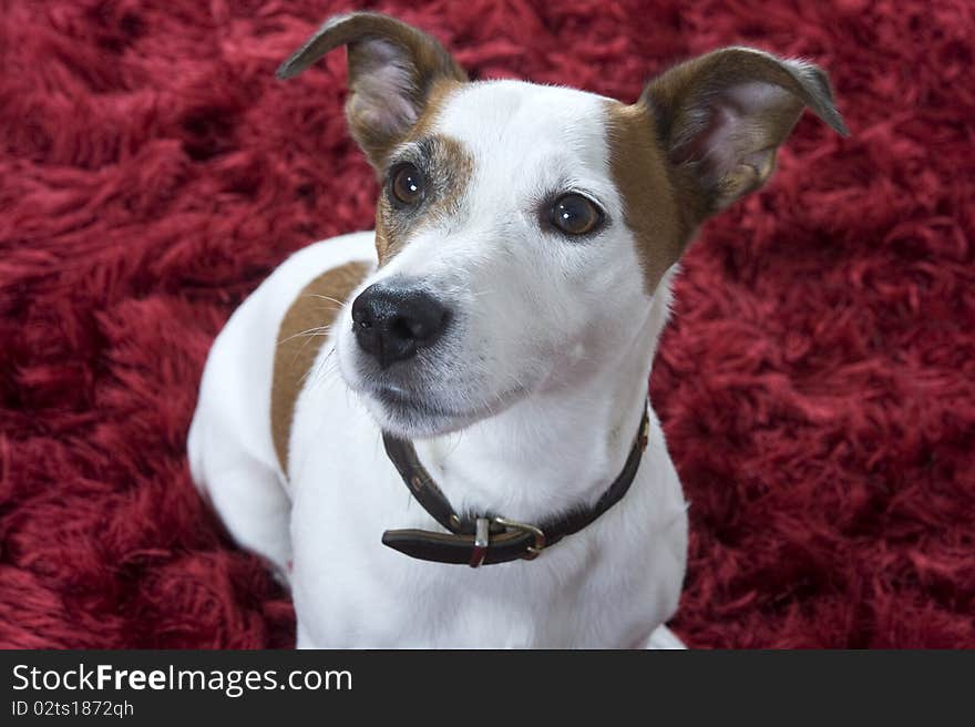 A jack russel terrier on a red carpet. A jack russel terrier on a red carpet