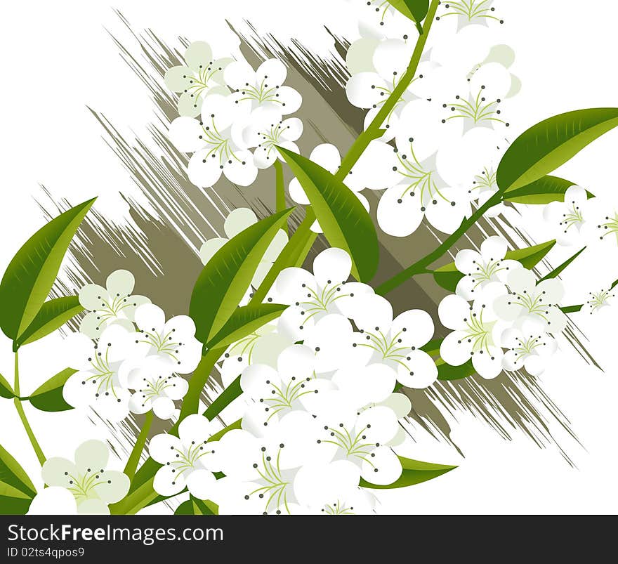 Apricot and Cherries blossoms Illustration.