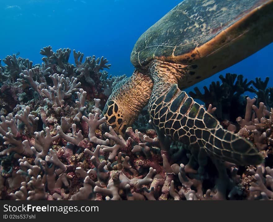 Green turtle