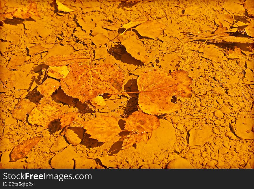 Fallen Leaves in Puddle