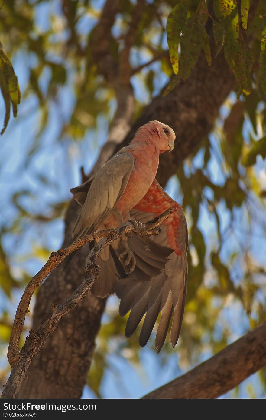 Galah parrot, Australia