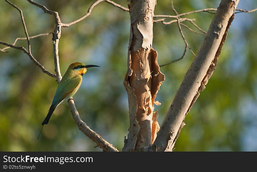 Bee eater