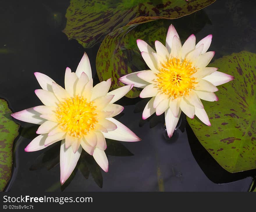 Beautiful blooming white water lily Lotus Flower in the pond. Beautiful blooming white water lily Lotus Flower in the pond