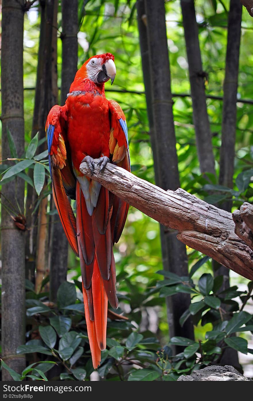 Bright red parrot