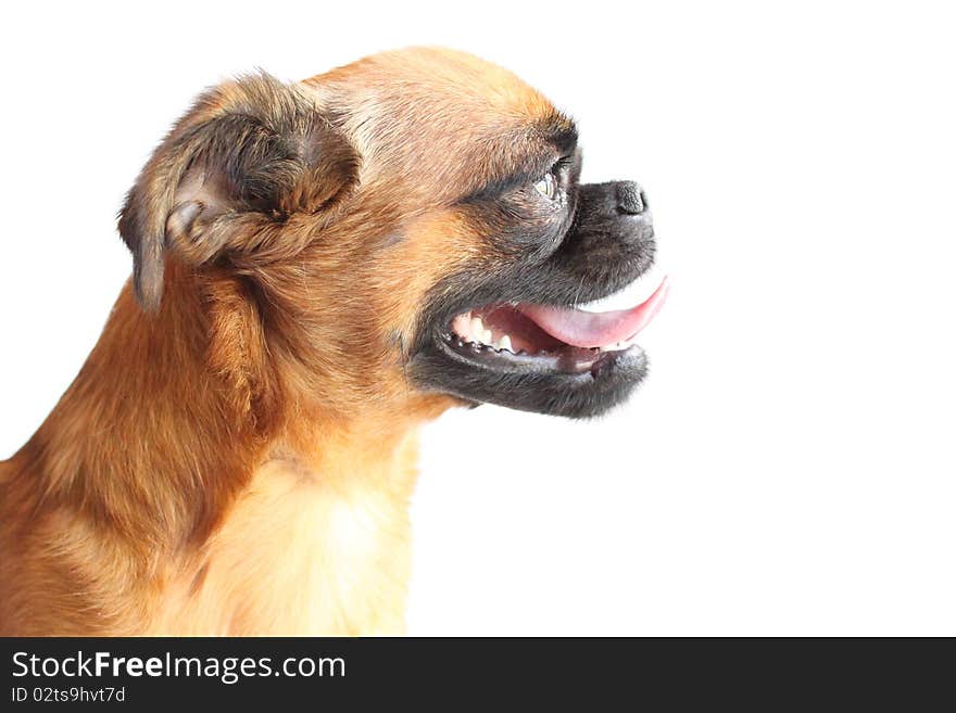 Cute profile of a Brussels Griffon isolated on white background