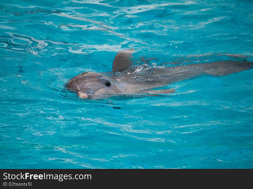 Dolphin, swimming in blue water. Dolphin, swimming in blue water