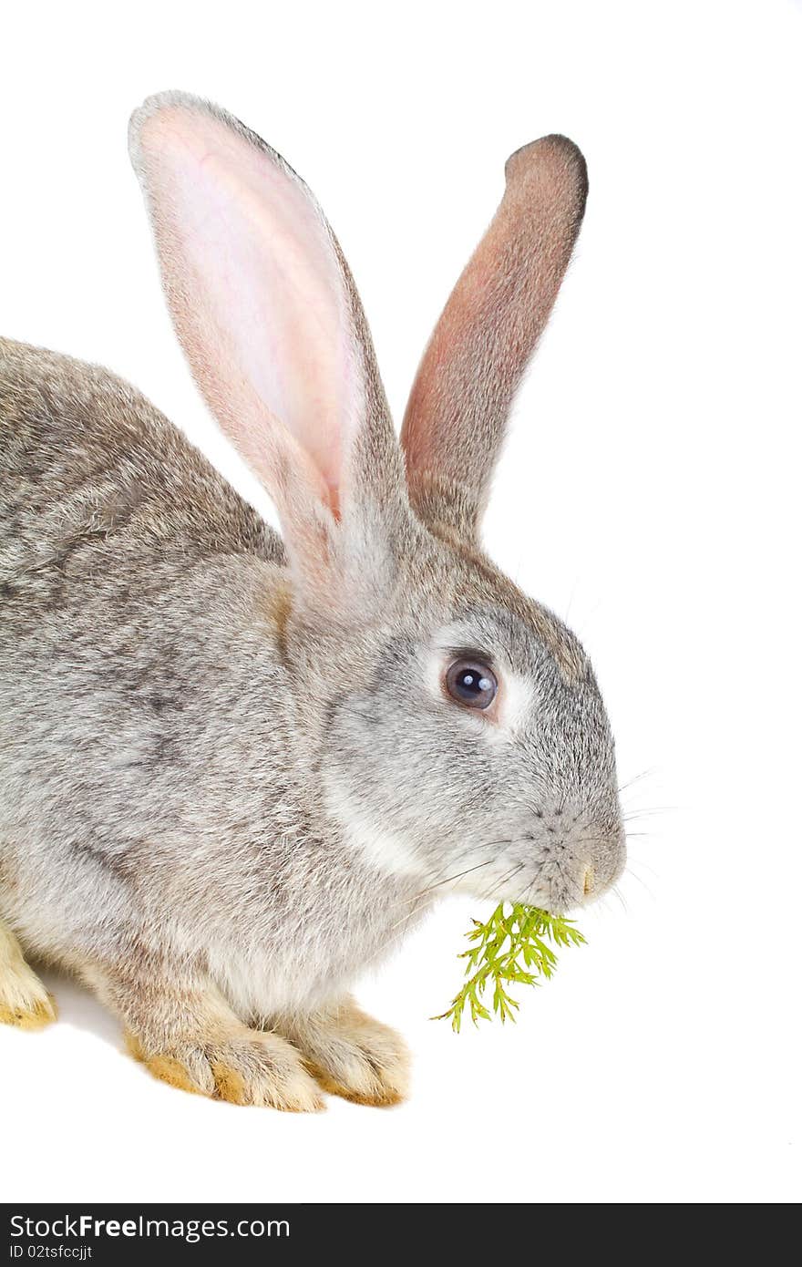 Close-up gray rabbit eating the carrot leaves, isolated on white