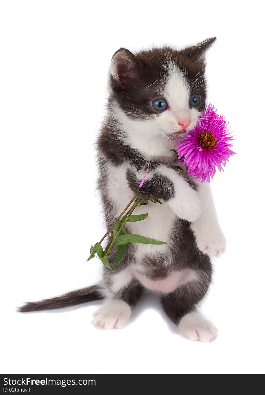 Kitten hold flowers, isolated on white