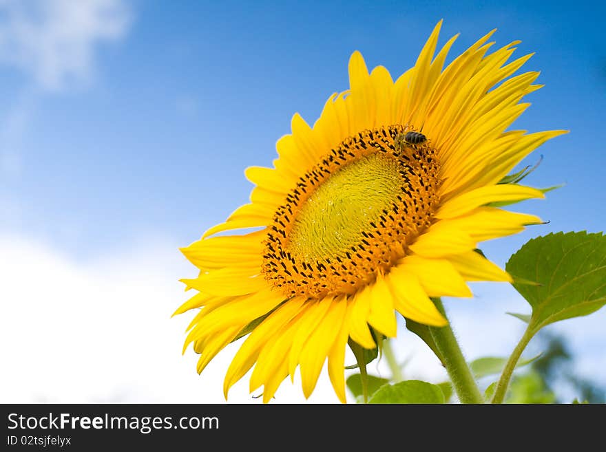 Sunflower against a blue sky