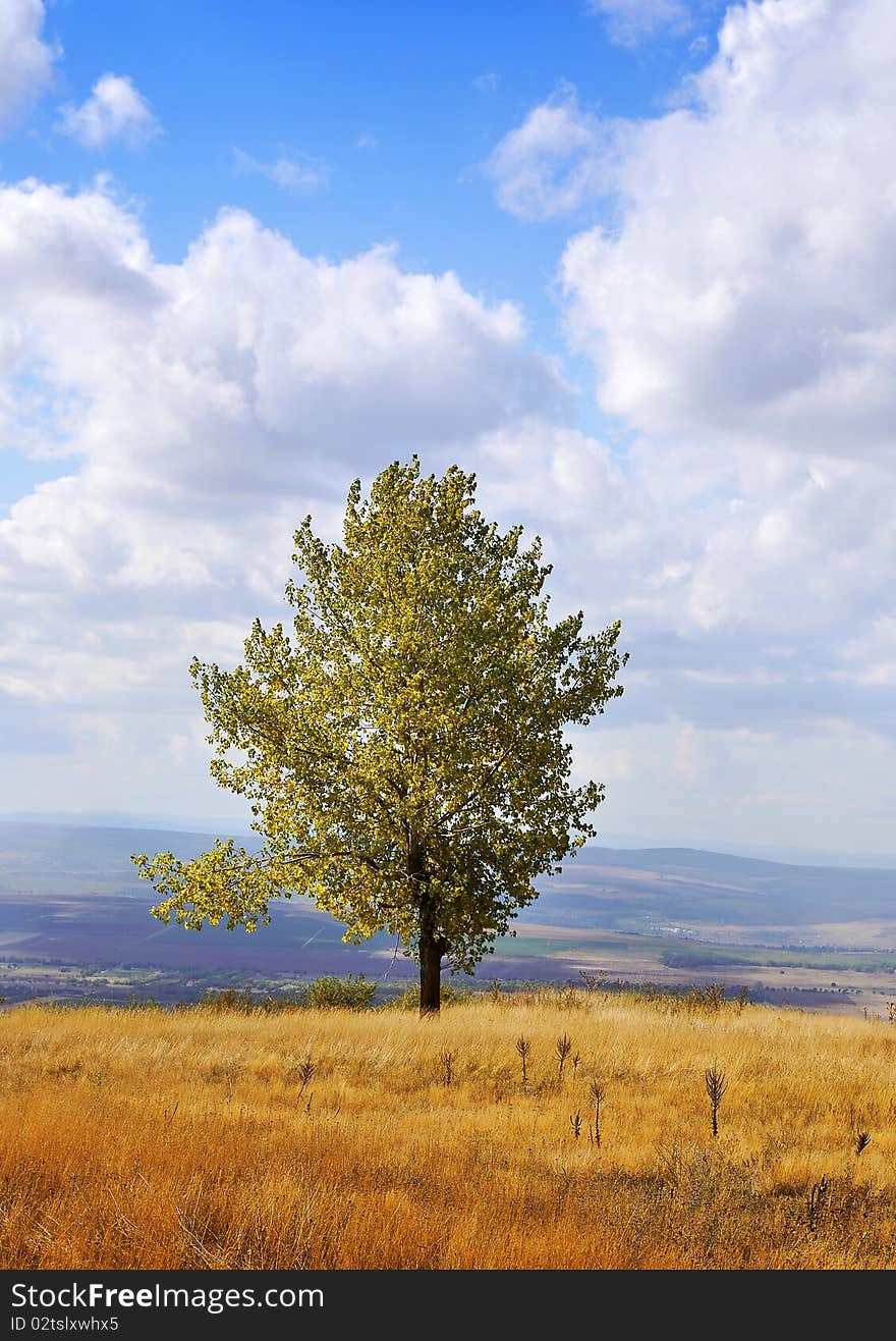 Cloudy sky with single autumn tree