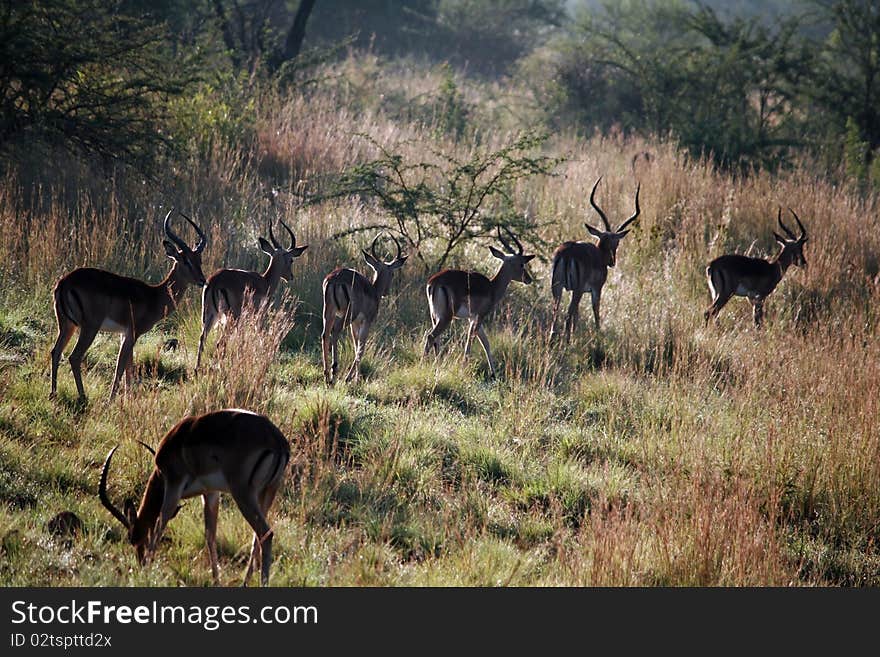 Many antelopes are running, one of them stops. Many antelopes are running, one of them stops