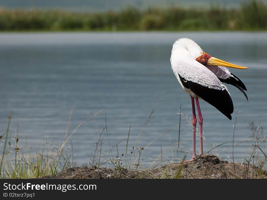 Yellow-billed stalk Grooming