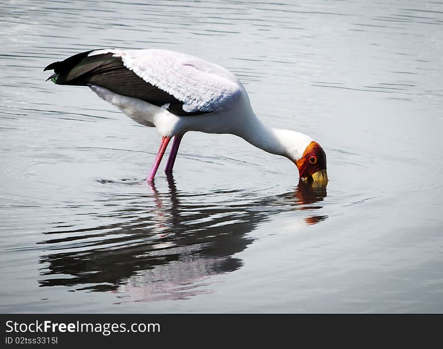 Yellow-billed stalk searching for food