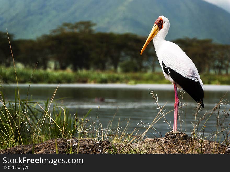 Yellow Billed Stalk by a fresh water pond in the Ngorongoro Crater, Tanzania. Yellow Billed Stalk by a fresh water pond in the Ngorongoro Crater, Tanzania