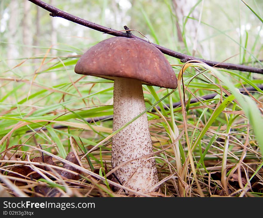 Wild mushrooms