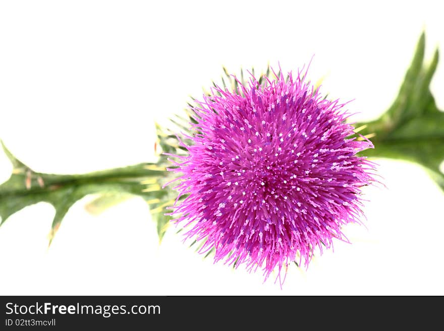 Single thistle flower isolated