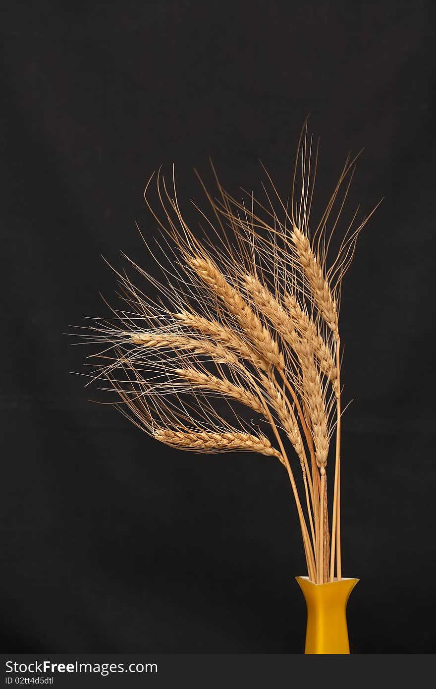 Wheat On Dark