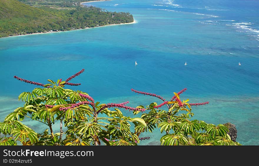 Tropical Splendor of Red, Green and Blue