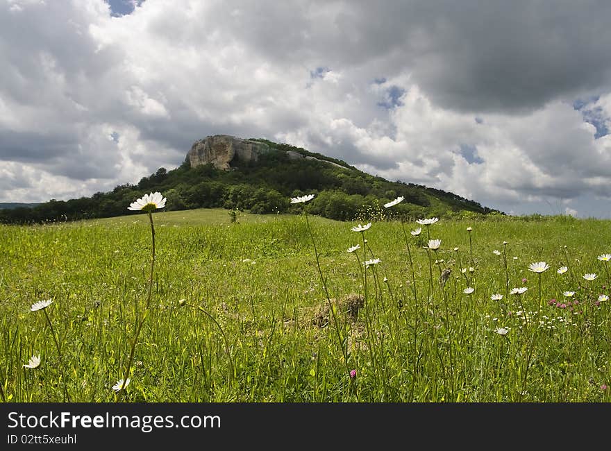 Green vale with wild camomile