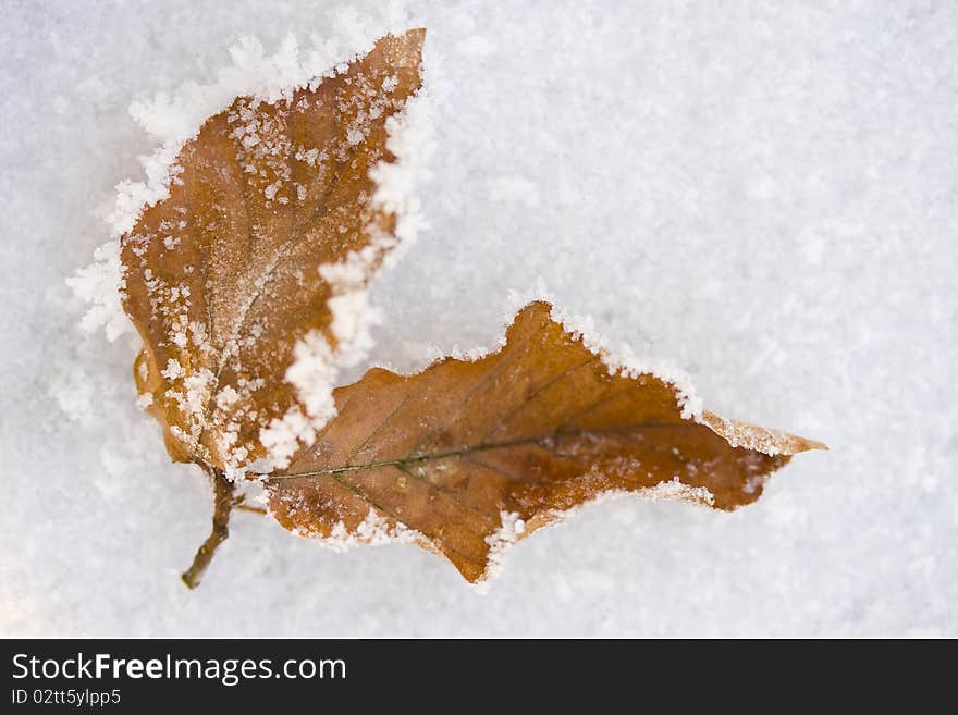 Frozen winter leaves