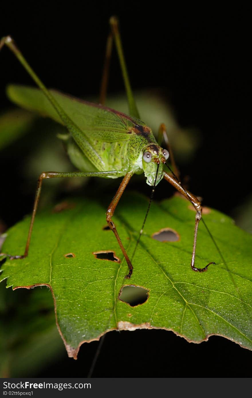 ZhongSi species