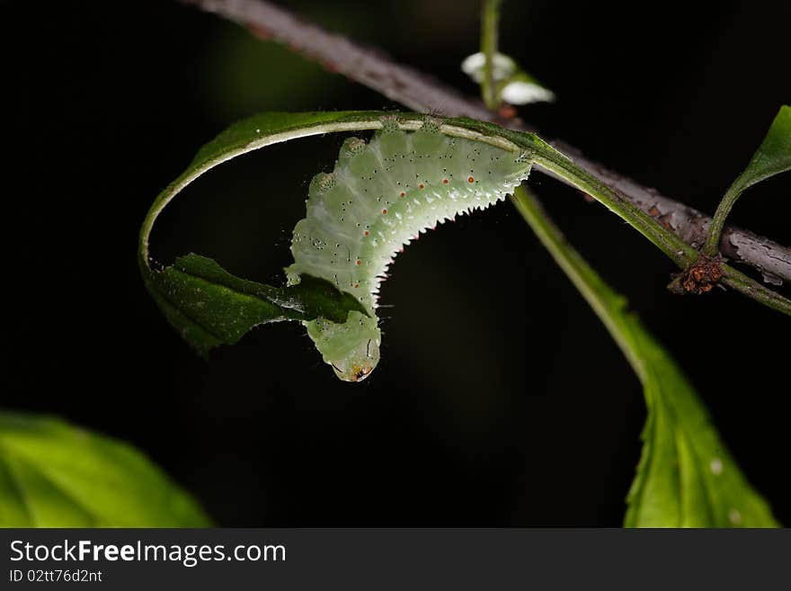 Butterfly larva